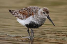 Attēlu rezultāti vaicājumam “Calidris alpina”