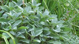 Image result for Salbei