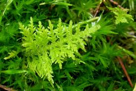 Attēlu rezultāti vaicājumam “Thuidium delicatulum”