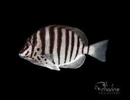 Attēlu rezultāti vaicājumam “Polypogon tentacularius male”