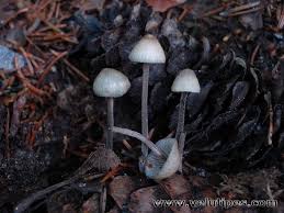 Attēlu rezultāti vaicājumam “Mycena amicta”