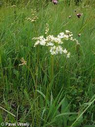 Image result for Filipendula vulgaris