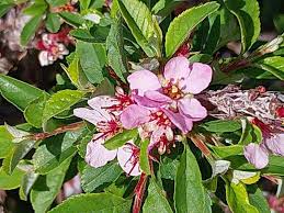 Attēlu rezultāti vaicājumam “Rosa glabrifolia”