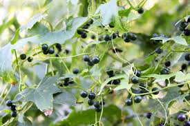 Attēlu rezultāti vaicājumam “Bryonia alba leaf”