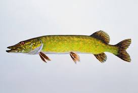Image result for Esox lucius