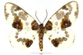 Attēlu rezultāti vaicājumam “Abraxas sylvata imago”