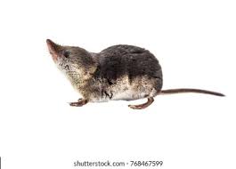 Attēlu rezultāti vaicājumam “Sorex araneus”