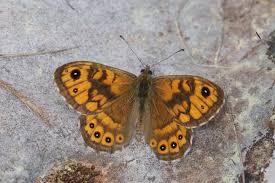 Attēlu rezultāti vaicājumam “Lasiommata megera underside”