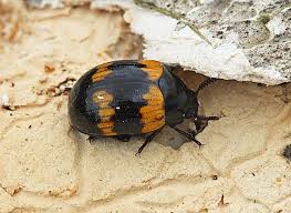 Attēlu rezultāti vaicājumam “Diaperis boleti imago”