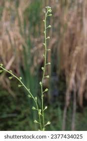 Attēlu rezultāti vaicājumam “Myosotis laxa subsp. baltica”