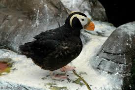 Image result for Fratercula cirrhata