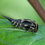 Attēlu rezultāti vaicājumam “Mordella sp.”