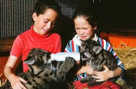 Image result for Craigavon Cougars