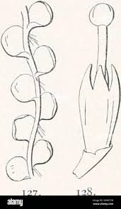 Attēlu rezultāti vaicājumam “Jungermannia sphaerocarpa”