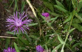 Attēlu rezultāti vaicājumam “Centaurea jacea”