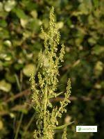 Attēlu rezultāti vaicājumam “Rumex aquaticus leaf”