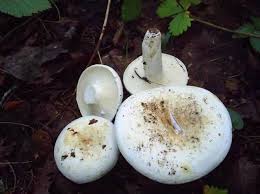 Attēlu rezultāti vaicājumam “Lactarius bertillonii”