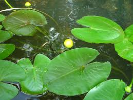 Attēlu rezultāti vaicājumam “Nuphar lutea leaf”