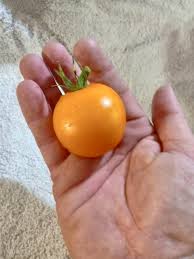 Afbeeldingsresultaat voor cabin tomato