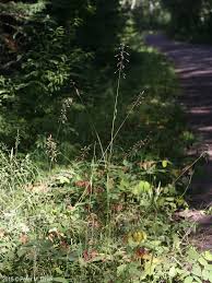 Attēlu rezultāti vaicājumam “Milium effusum flower”