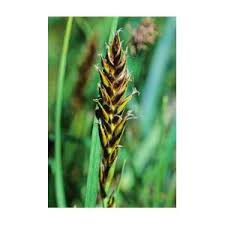 Attēlu rezultāti vaicājumam “Blysmus compressus fruit”