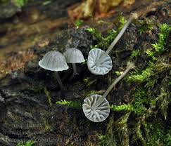 Attēlu rezultāti vaicājumam “Mycena pseudocorticola”