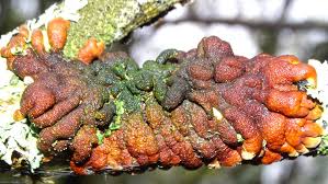 Attēlu rezultāti vaicājumam “Hypocreopsis lichenoides”