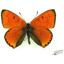 Attēlu rezultāti vaicājumam “Lycaena hippothoe male”