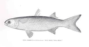 Image result for Mugil curema