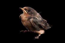 Attēlu rezultāti vaicājumam “Hirundo rustica juvenile”
