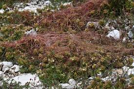 Attēlu rezultāti vaicājumam “Cuscuta epithymum subsp. trifolii”