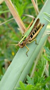 Attēlu rezultāti vaicājumam “Omocestus viridulus”