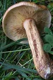 Attēlu rezultāti vaicājumam “Trichia flavicoma stalked”