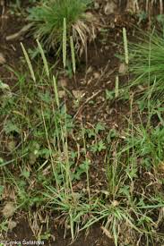 Attēlu rezultāti vaicājumam “Phleum phleoides fruit”