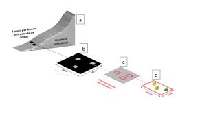 Attēlu rezultāti vaicājumam “Serpoleskea confervoides”