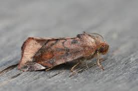 Attēlu rezultāti vaicājumam “Cosmia pyralina”