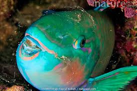 Image result for Chlorurus sordidus