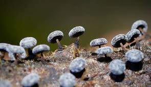 Attēlu rezultāti vaicājumam “Didymium spongiosum macro”