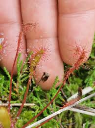 Attēlu rezultāti vaicājumam “Drosera anglica”