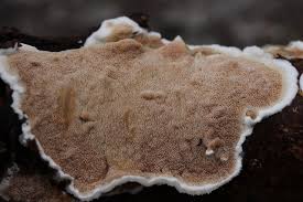 Attēlu rezultāti vaicājumam “Gloeoporus dichrous”