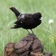 Image result for Melanocorypha yeltoniensis