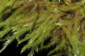 Attēlu rezultāti vaicājumam “Brachythecium salebrosum”