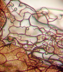 Attēlu rezultāti vaicājumam “Comatricha meandrispora”