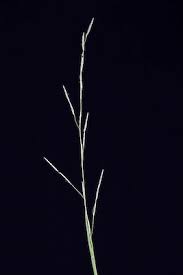 Attēlu rezultāti vaicājumam “Glyceria fluitans”