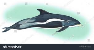 Image result for Lagenorhynchus albirostris