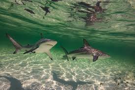 Image result for Carcharhinus limbatus