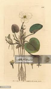 Attēlu rezultāti vaicājumam “Hydrocharis morsus-ranae flower”