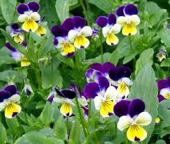 Attēlu rezultāti vaicājumam “Viola tricolor”