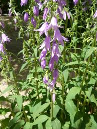 Image result for Campanula rapunculoides