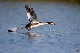 Attēlu rezultāti vaicājumam “Podiceps cristatus”